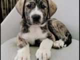 Chiot femelle croisée Montagne des Pyrénées robe tricolore à adopter dès le 20 août