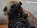 Trois chiots mâles Cairn Terrier, LOF, disponible de suite