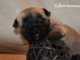 Trois chiots mâles Cairn Terrier, LOF, disponible de suite
