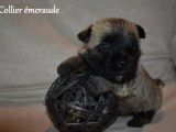 Trois chiots mâles Cairn Terrier, LOF, disponible de suite