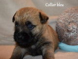 Trois chiots mâles Cairn Terrier, LOF, disponible de suite