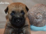 Trois chiots mâles Cairn Terrier, LOF, disponible de suite