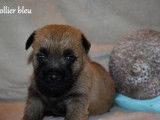 Trois chiots mâles Cairn Terrier, LOF, disponible de suite