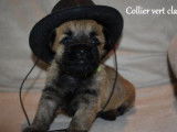 Trois chiots mâles Cairn Terrier, LOF, disponible de suite