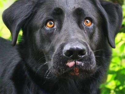 Jeune mâle croisé de type Labrador Retriever robe noire 2 ans cherche foyer
