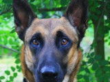 Jeune m&acirc;le de type Berger Belge Malinois 2 ans robe fauve &agrave; adopter