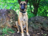 Jeune m&acirc;le de type Berger Belge Malinois 2 ans robe fauve &agrave; adopter