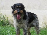 Mâle adulte croisé griffon robe tricolore 7 ans recherche famille