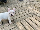 Bouledogue Français LOF à vendre
