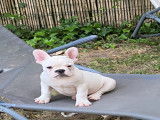 Bouledogue Français LOF à vendre