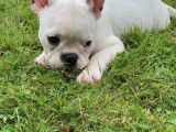 Bouledogue Français LOF à vendre