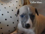 Six &eacute;l&eacute;gants Whippet, LOF, 3 m&acirc;les et 3 femelles bient&ocirc;t disponibles