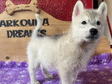 Un mâle et deux femelles Sibérian Husky, LOF, disponibles depuis fin juillet