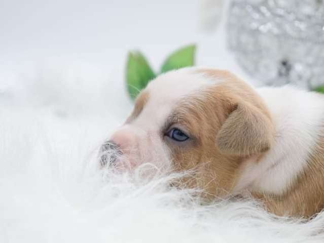 Chiots Américan Staffordshire Terrier LOF à vendre