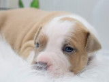 Chiots Américan Staffordshire Terrier LOF à vendre