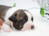 Chiots Américan Staffordshire Terrier LOF à vendre