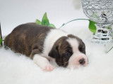 Chiots Américan Staffordshire Terrier LOF à vendre