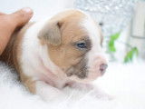 Chiots Américan Staffordshire Terrier LOF à vendre