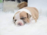 Chiots Américan Staffordshire Terrier LOF à vendre