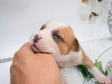 Chiots Américan Staffordshire Terrier LOF à vendre