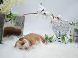 Chiots Américan Staffordshire Terrier LOF à vendre
