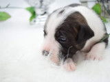 Chiots Américan Staffordshire Terrier LOF à vendre