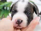 Chiots Américan Staffordshire Terrier LOF à vendre