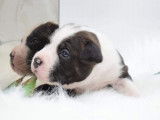 Chiots Américan Staffordshire Terrier LOF à vendre