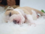Chiots Américan Staffordshire Terrier LOF à vendre