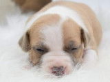 Chiots Américan Staffordshire Terrier LOF à vendre