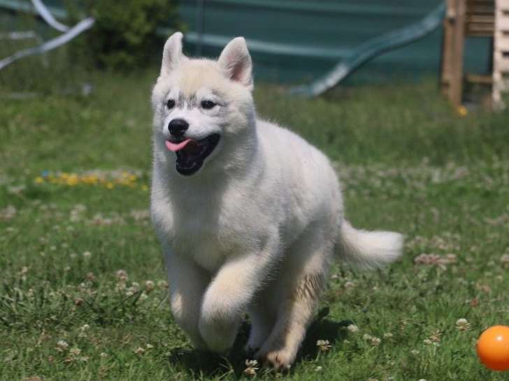 Disponible à la vente, chiot mâle Siberian Husky, LOF