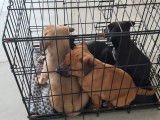 Chiots Berger Malinois croisés à vendre