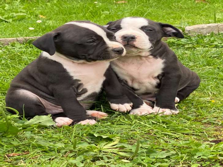Chiots de race American Staffordshire Terrier à vendre (3 femelles & 5 mâles)