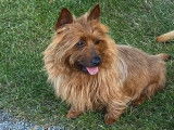 Chiots Terriers Australiens LOF à vendre