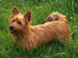 Chiots Terriers Australiens LOF à vendre