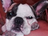 Bouledogue Français disponible pour saillie
