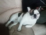 Bouledogue Français disponible pour saillie