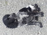 Vends un chiot mâle Epagneul croisé Border Collie