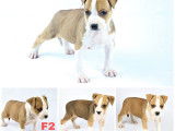 A vendre : 9  chiots (un mâle et huit femelles) American StaffordshireTerrier LOF