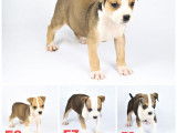 A vendre : 9  chiots (un mâle et huit femelles) American StaffordshireTerrier LOF