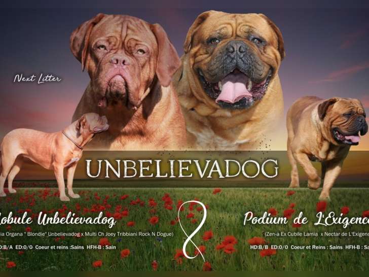 Chiots Dogues de Bordeaux LOF disponibles à la réservation