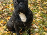 De race Bouledogue Français disponible pour saillie