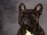 De race Bouledogue Français disponible pour saillie