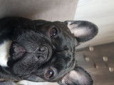 De race Bouledogue Français disponible pour saillie