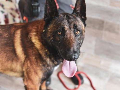 Mâle adulte 4 ans d'apparence Berger Belge Malinois robe fauve à adopter