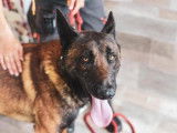 Mâle adulte 4 ans d'apparence Berger Belge Malinois robe fauve à adopter