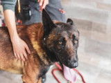Mâle adulte 4 ans d'apparence Berger Belge Malinois robe fauve à adopter