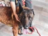 Mâle adulte 4 ans d'apparence Berger Belge Malinois robe fauve à adopter