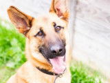 Jeune mâle croisé de type Berger Belge Malinois robe bicolore 2 ans 1/2 à adopter
