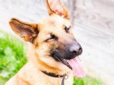 Jeune mâle croisé de type Berger Belge Malinois robe bicolore 2 ans 1/2 à adopter
